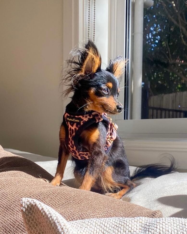 Little Luxe Leopard Step In Vest Harness