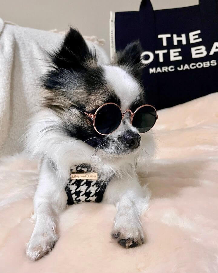 Little Luxe Houndstooth Harness