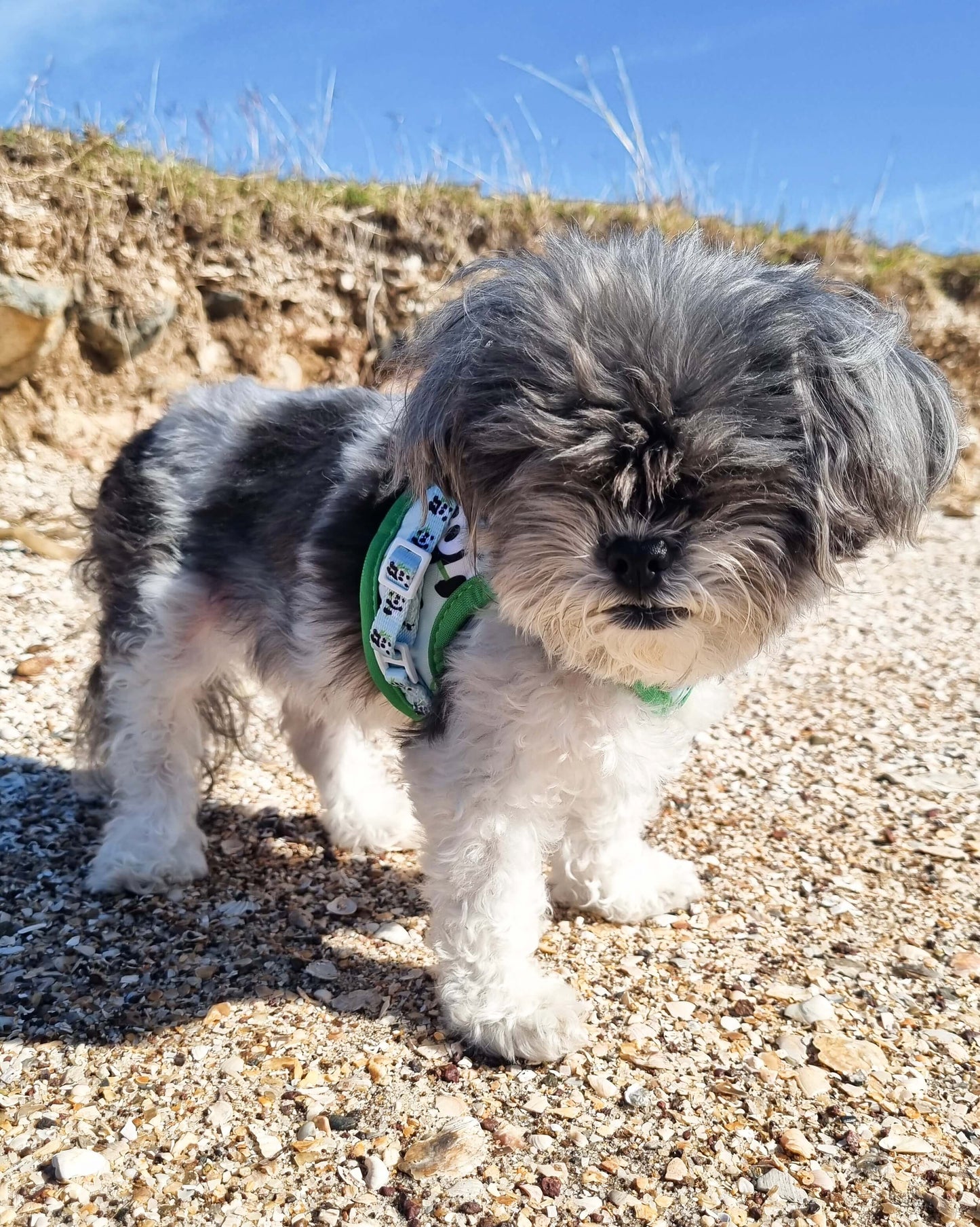 Wet'n'Wild Panda Step In Vest Harness