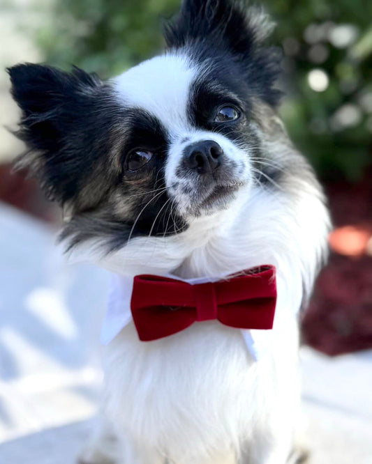 Red Velvet Bowtie