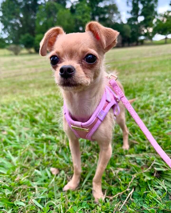 Little Luxe Glitz & Glam Pink Harness