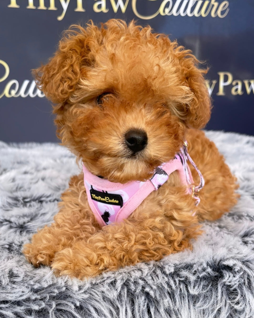 Little Luxe Flamingos Step In Vest Harness