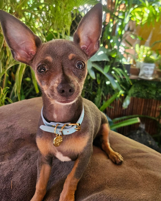Little Luxe Leather Collar Light Blue