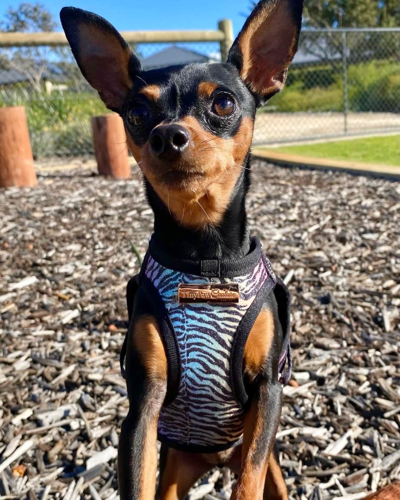 Little Luxe Glitz & Glam Zebra Harness