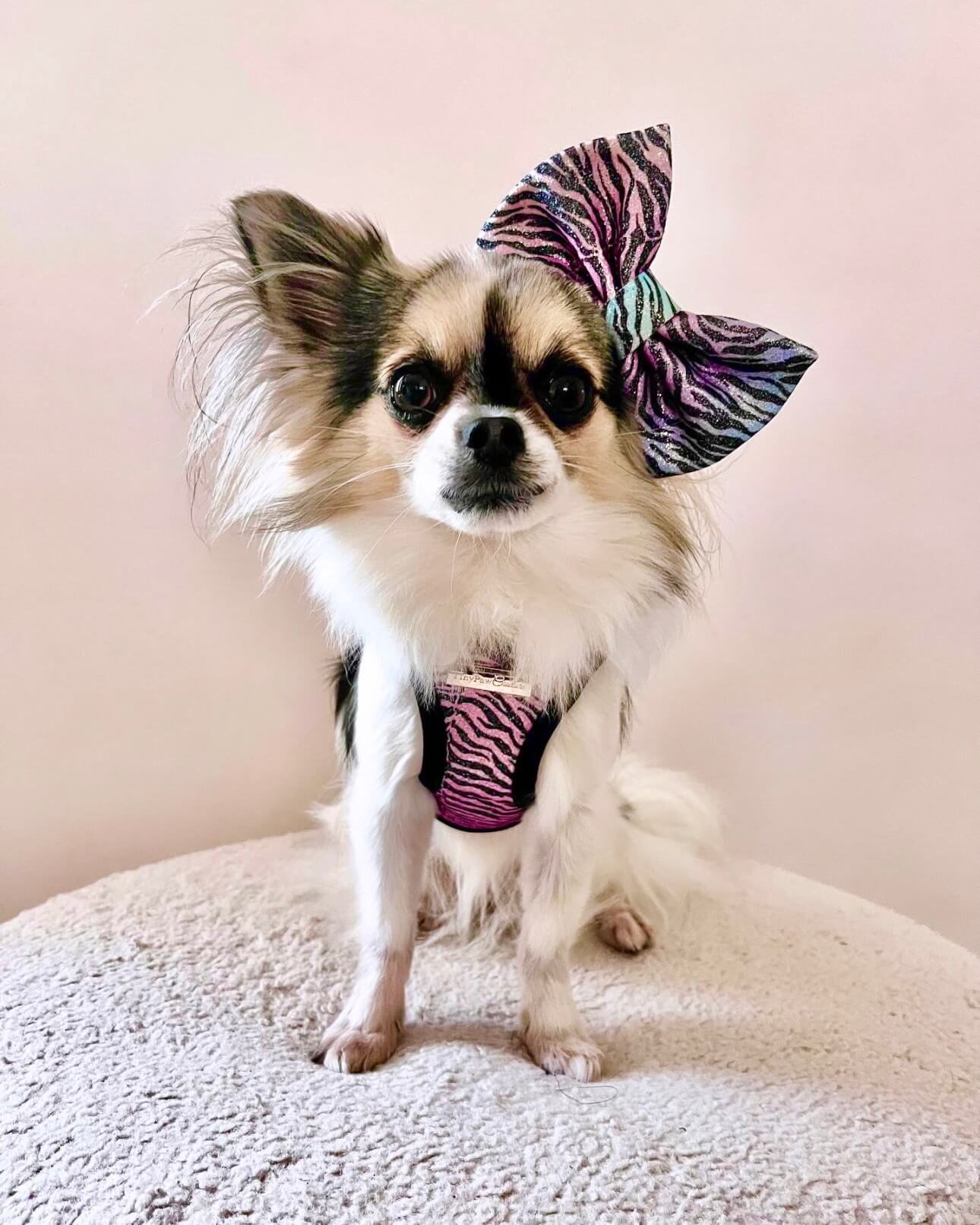 Little Luxe Glitz & Glam Zebra Harness