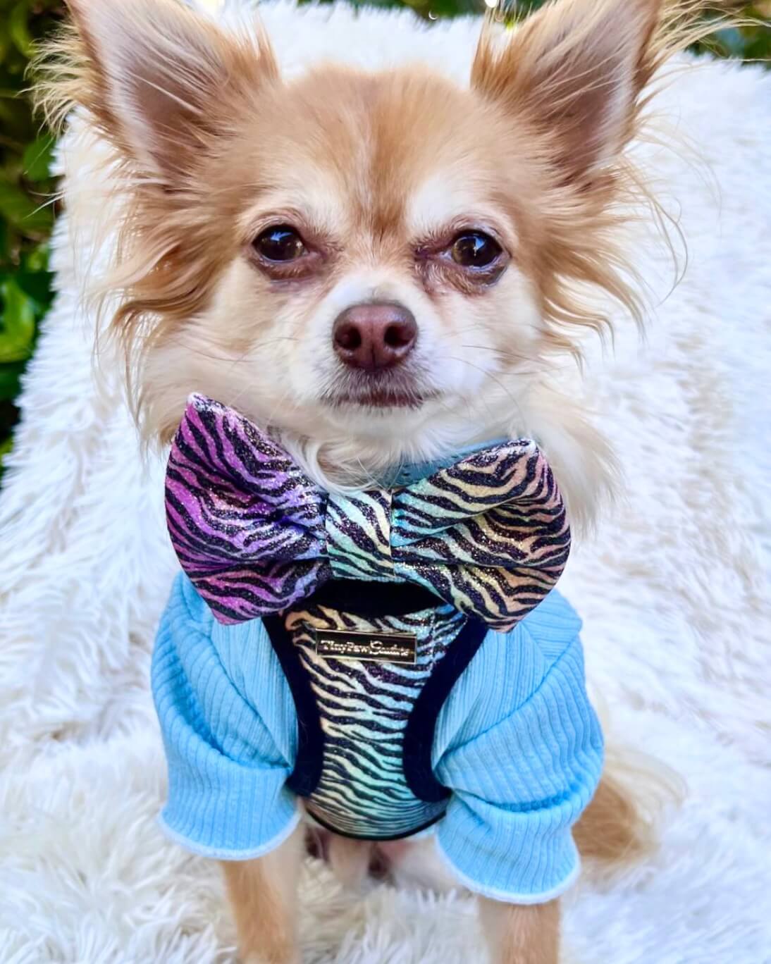 Little Luxe Glitz & Glam Zebra Harness