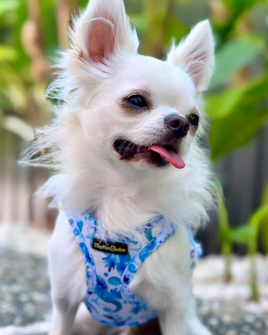 Wet'n'Wild Seahorse Step In Vest Harness