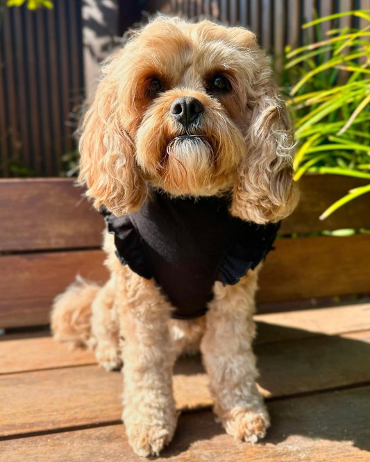 Arabella Frilly Sleeve Top Black