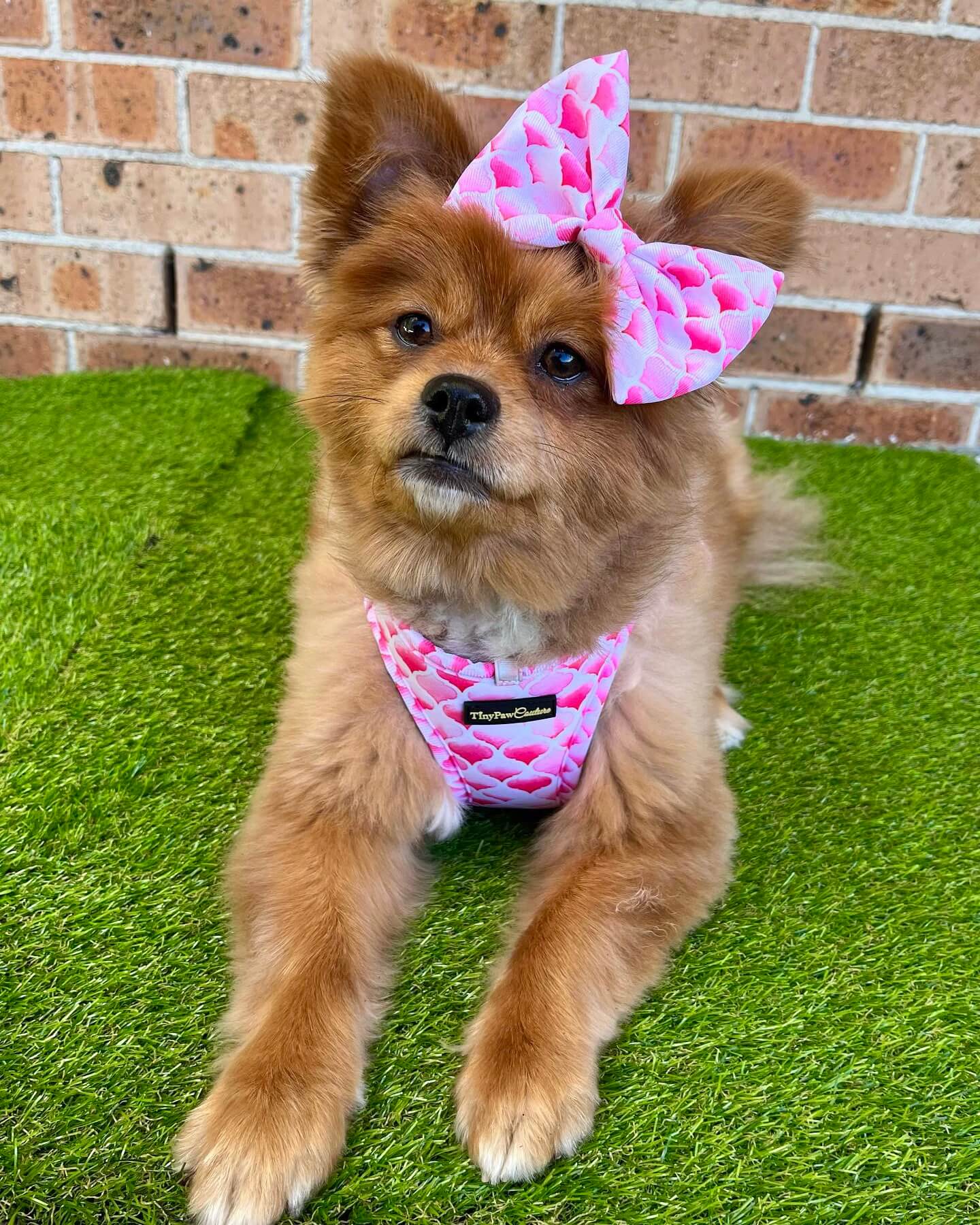 Wet'n'Wild Pink Gatsby Step In Vest Harness