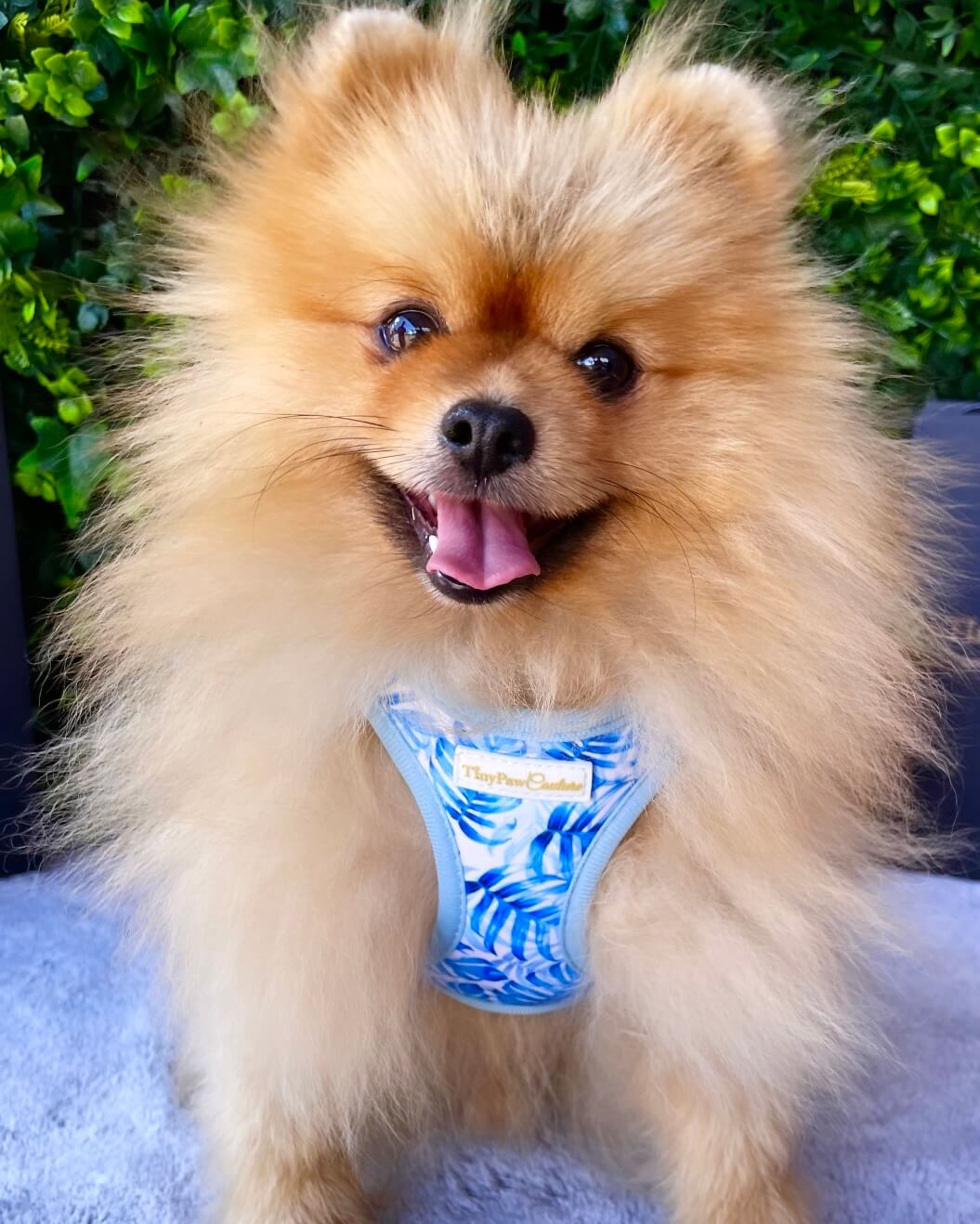 Little Luxe Blue Leaf Step In Vest Harness