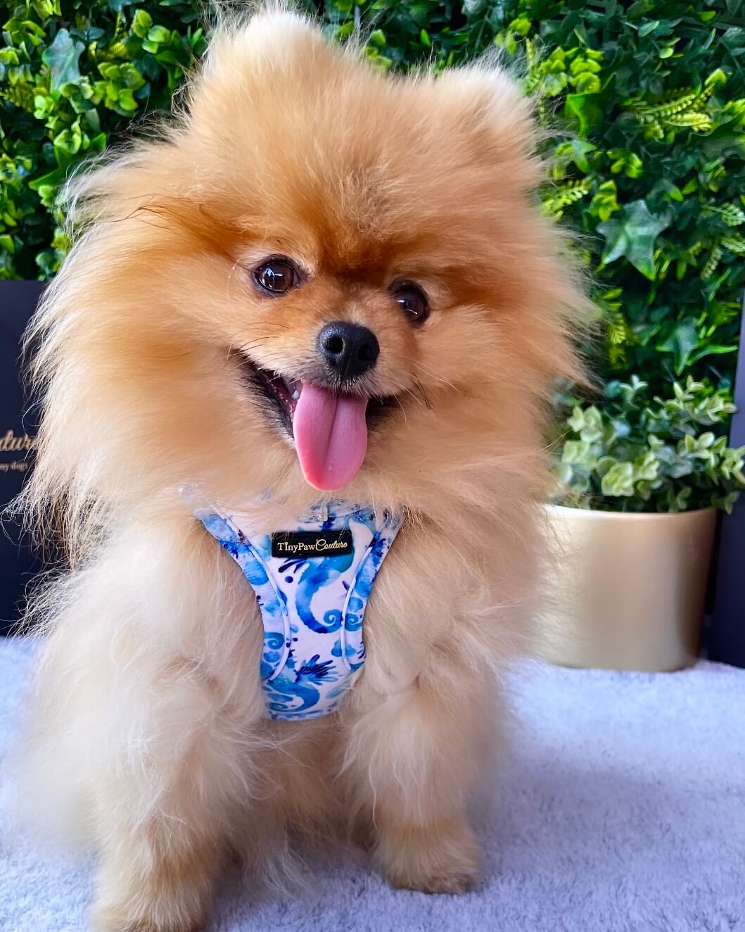 Wet'n'Wild Seahorse Step In Vest Harness