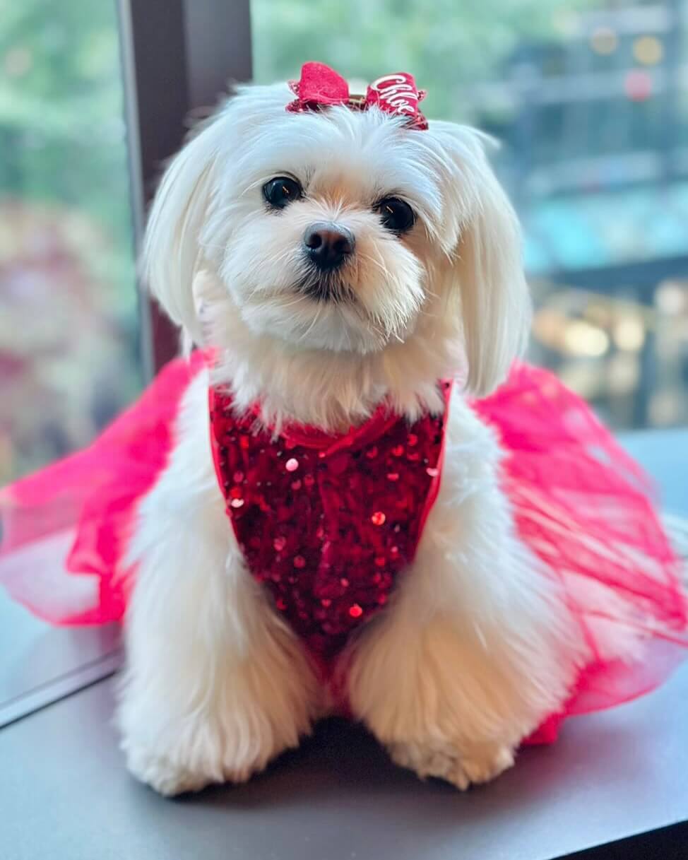 Red Velvet Sequin Tutu