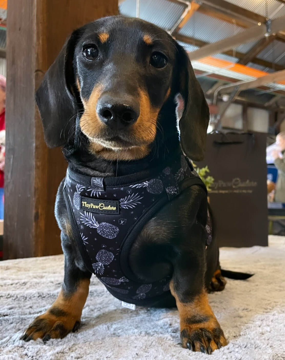 Little Luxe Pineapples Step In Vest Harness