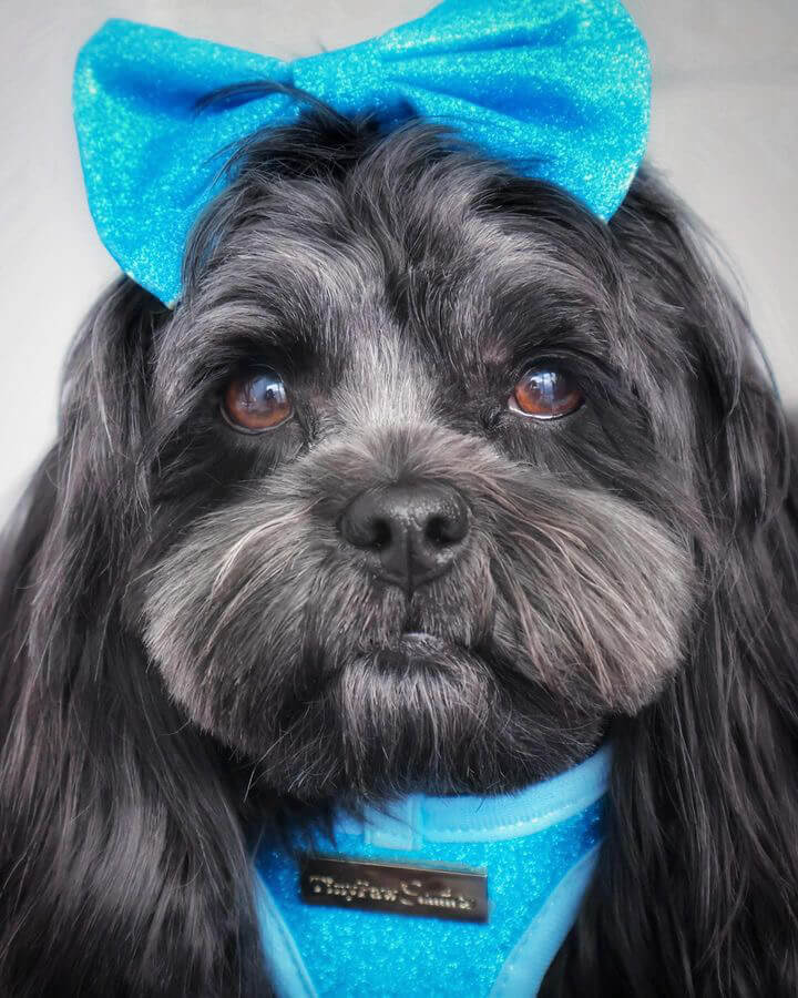 Little Luxe Glitz & Glam Blue Bow