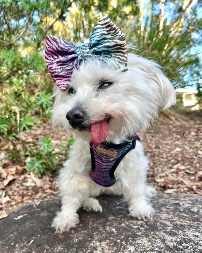 Little Luxe Glitz & Glam Zebra Harness
