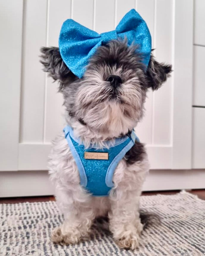 Little Luxe Glitz & Glam Blue Harness