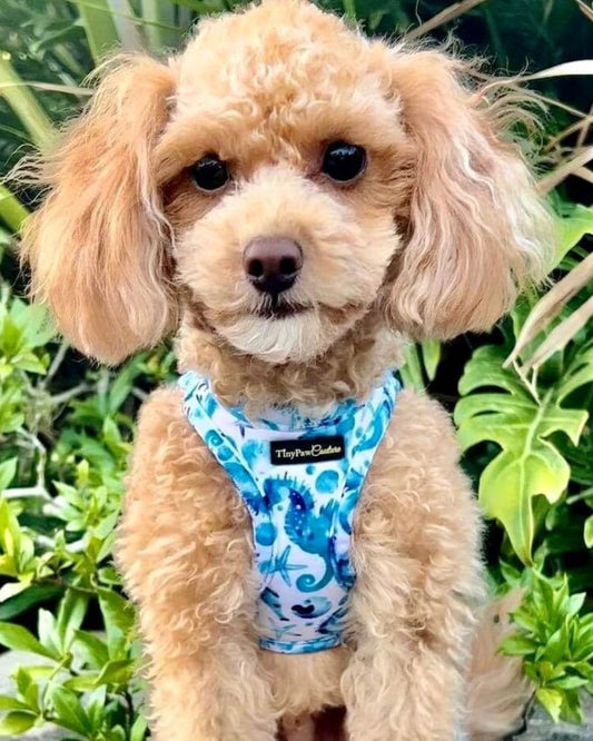 Wet'n'Wild Seahorse Step In Vest Harness