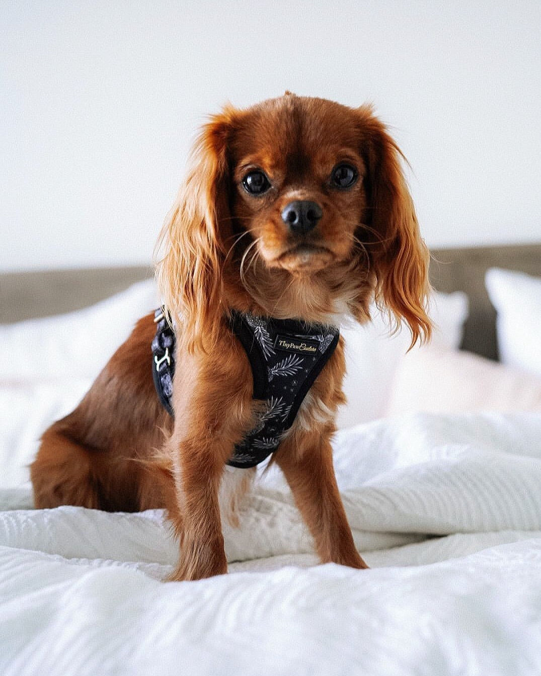 Little Luxe Pineapples Step In Vest Harness