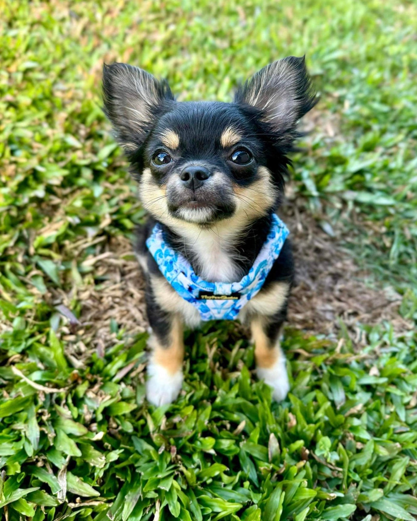 Wet'n'Wild Seahorse Step In Vest Harness