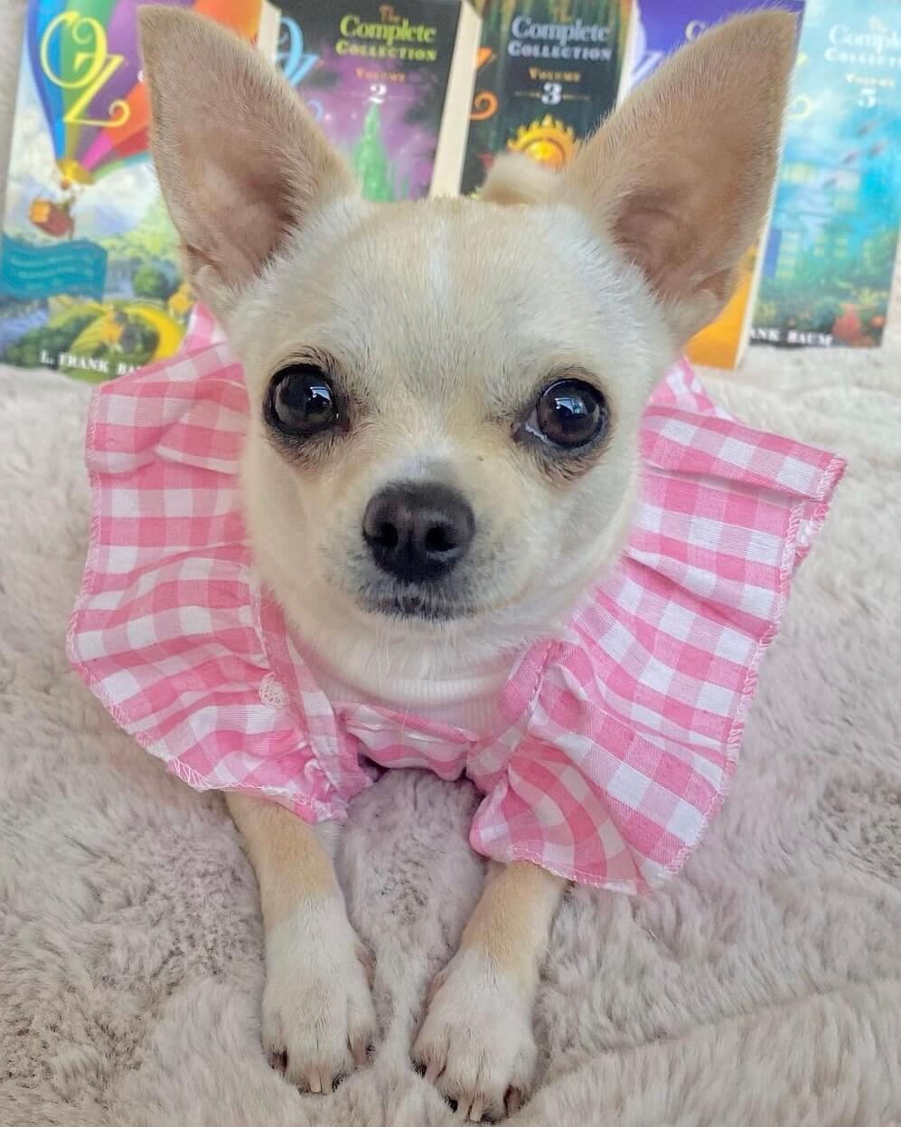 Bethany Pink Gingham Dress