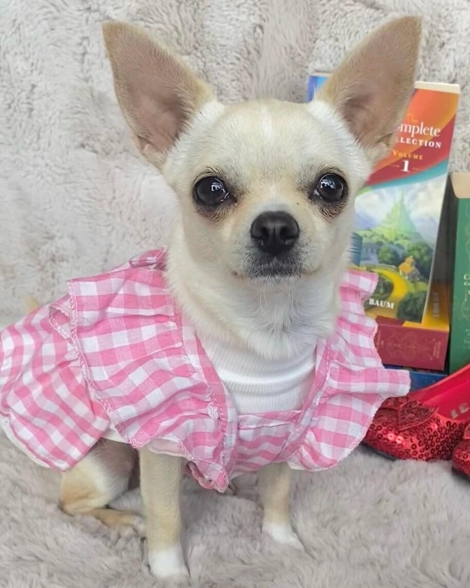Bethany Pink Gingham Dress