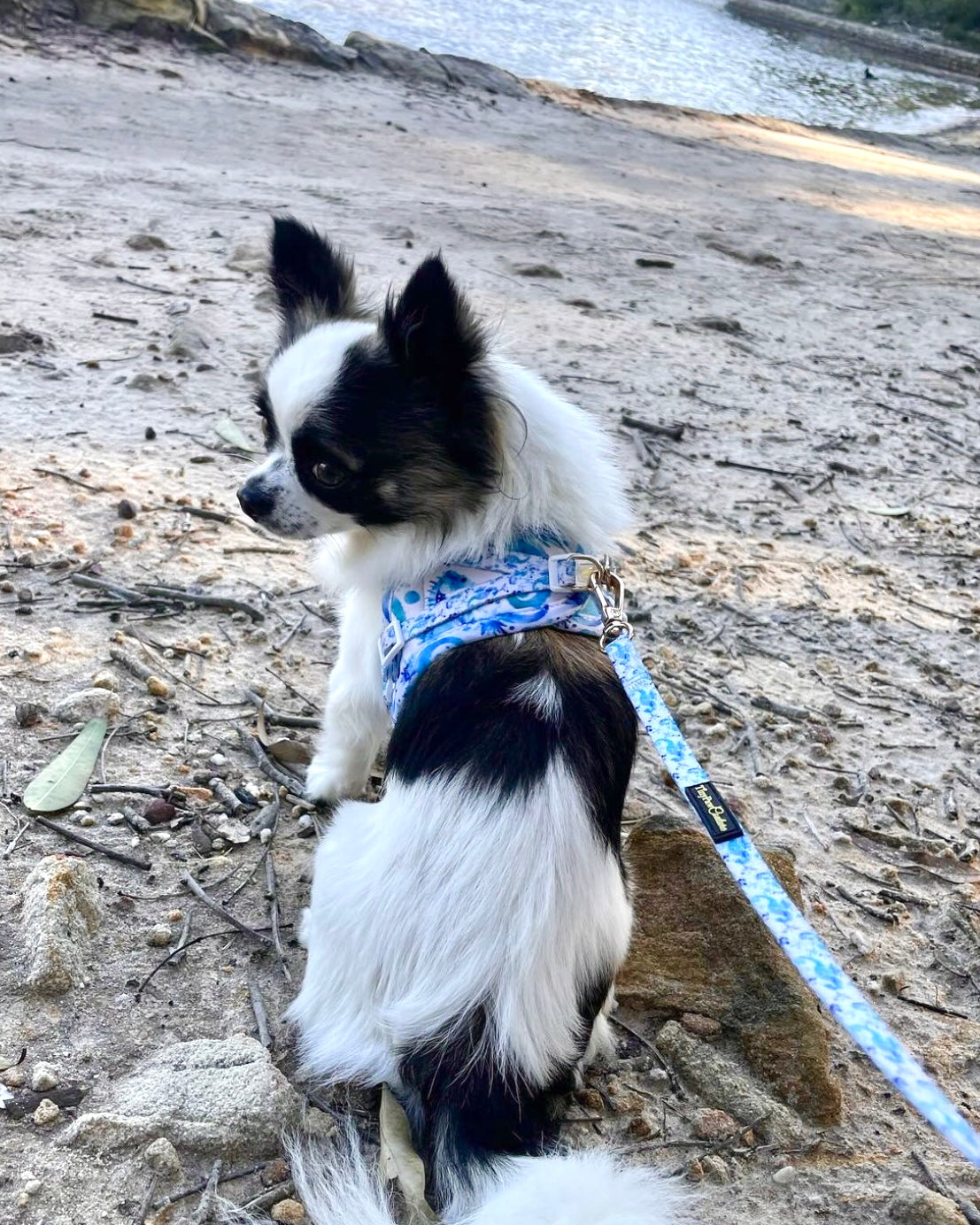 Wet'n'Wild Seahorse Step In Vest Harness