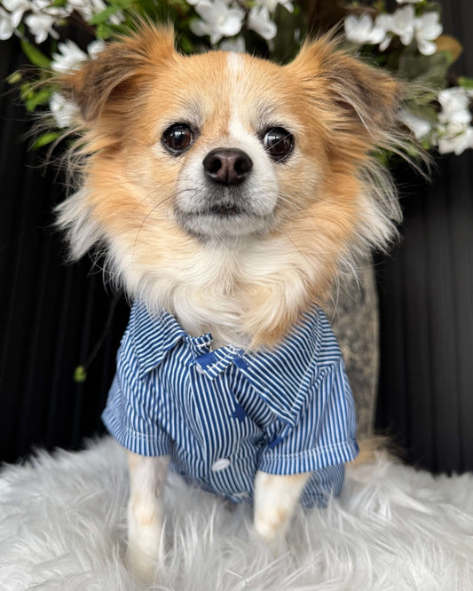 Distinguished Star Shirt