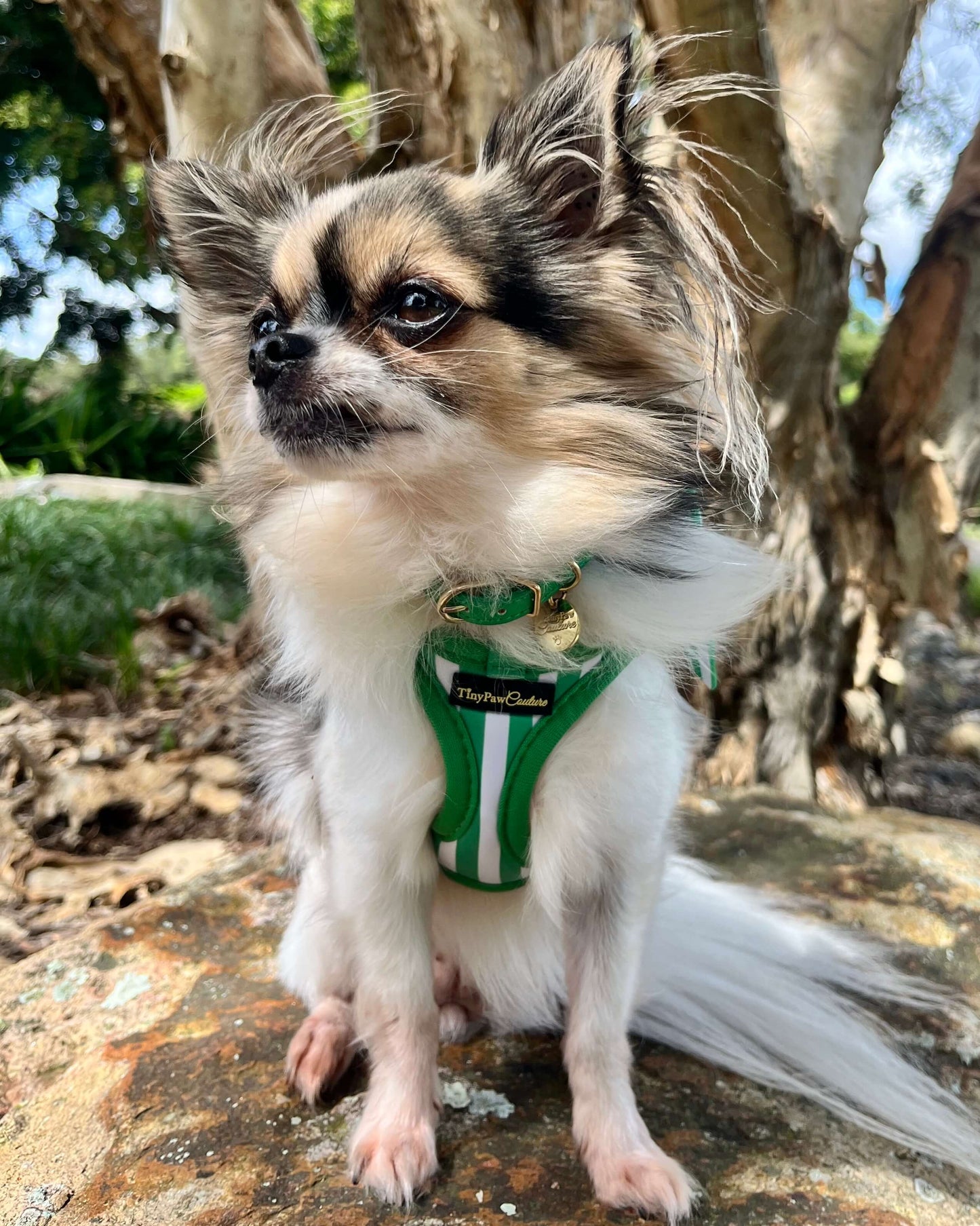Wet'n'Wild Green Stripes Step In Vest Harness