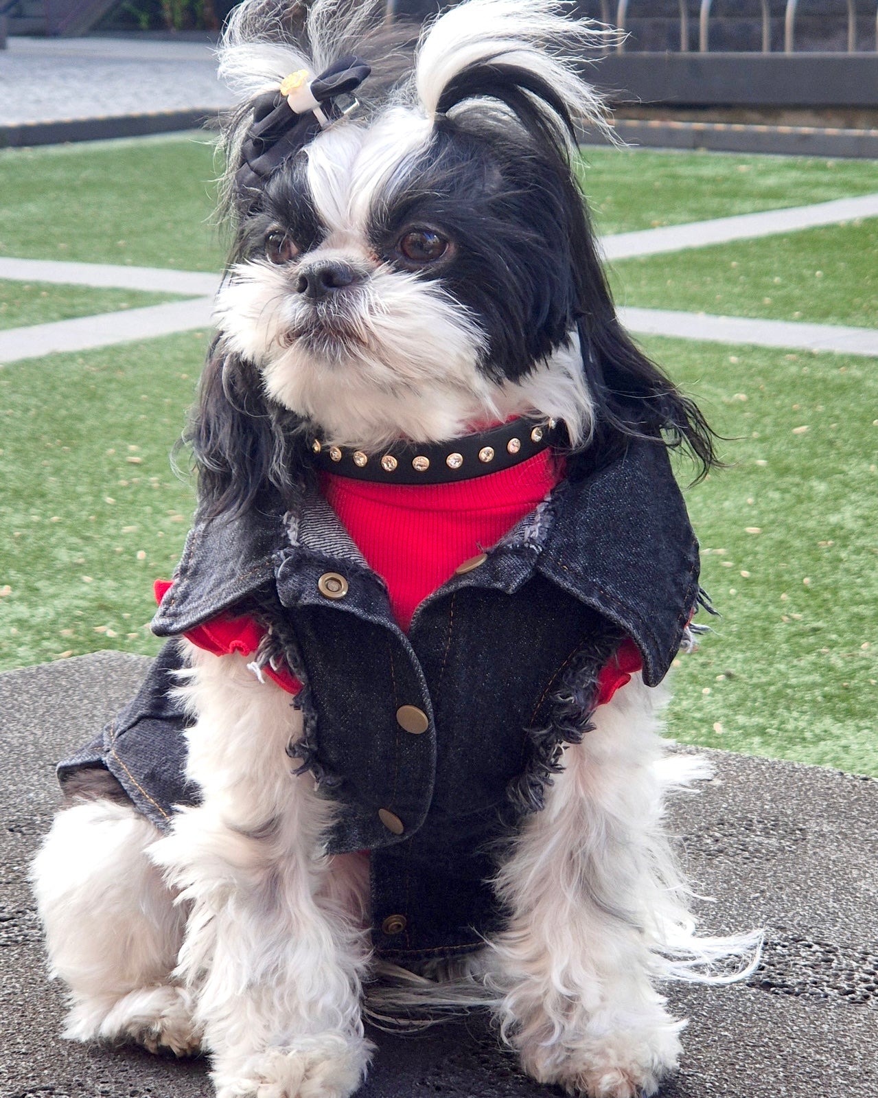 The Iconic Noir Leather Collar