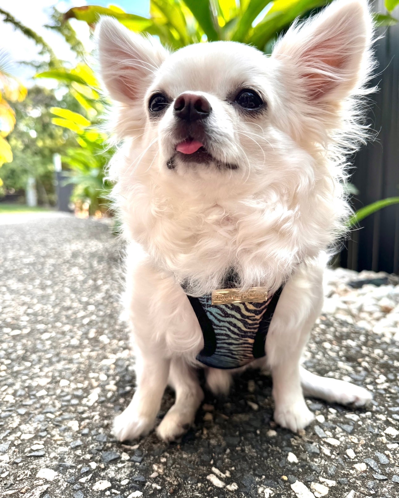 Little Luxe Glitz & Glam Zebra Harness