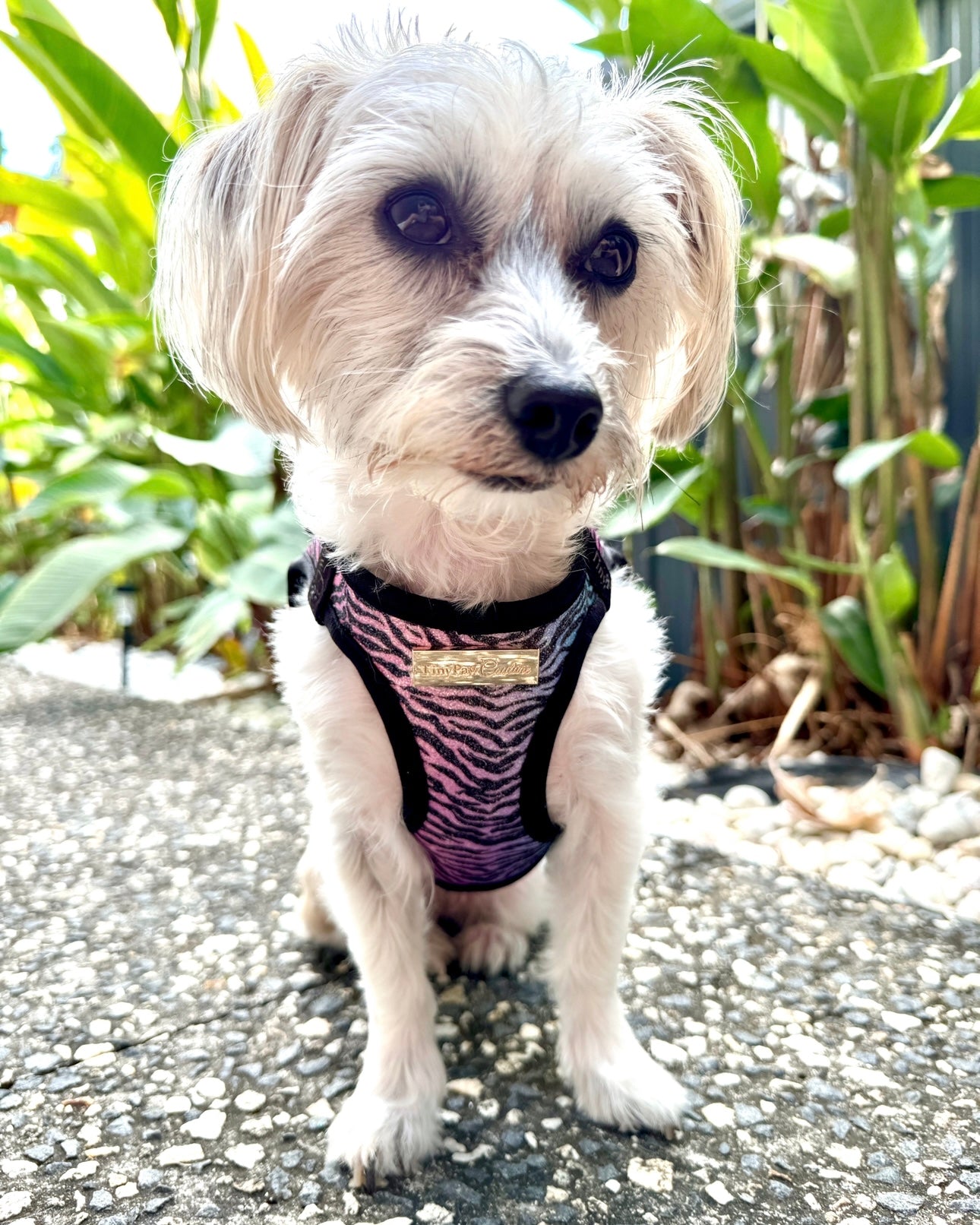 Little Luxe Glitz & Glam Zebra Harness