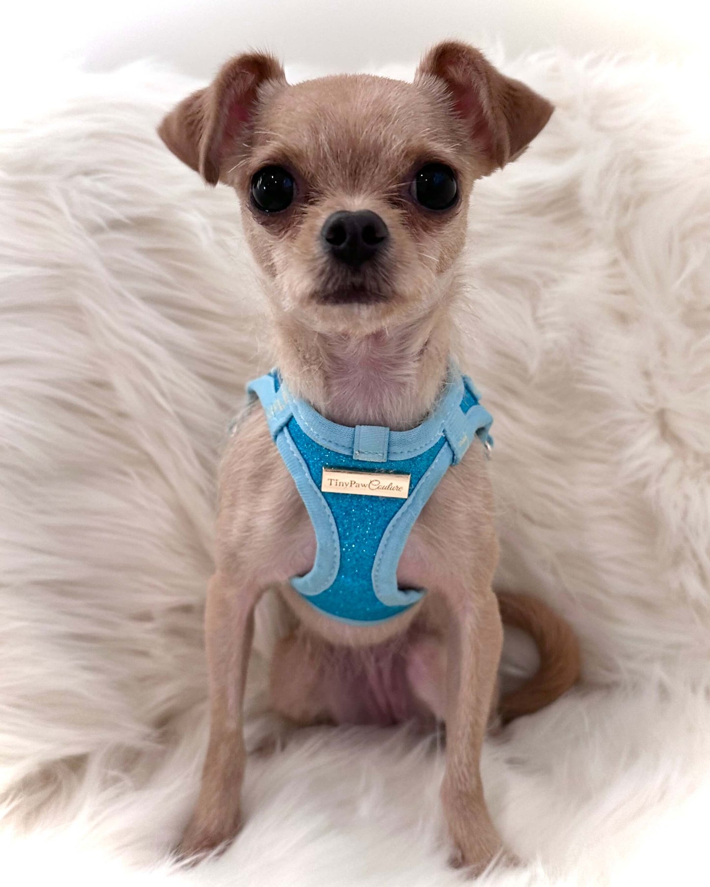 Little Luxe Glitz & Glam Blue Harness