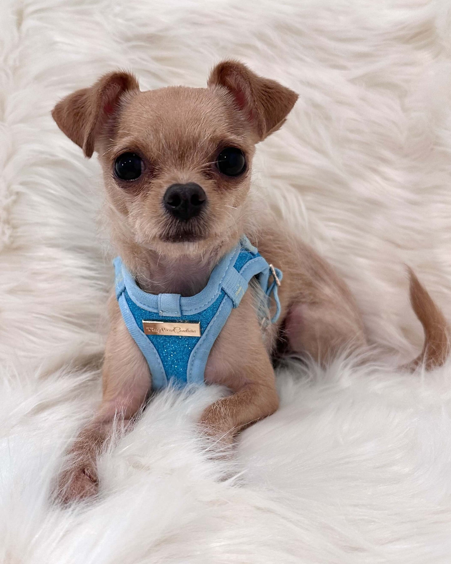 Little Luxe Glitz & Glam Blue Harness