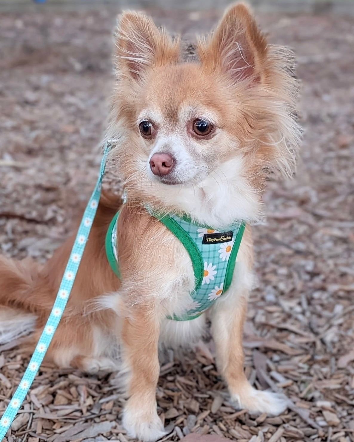 Wet'n'Wild Daisy Step In Vest Harness