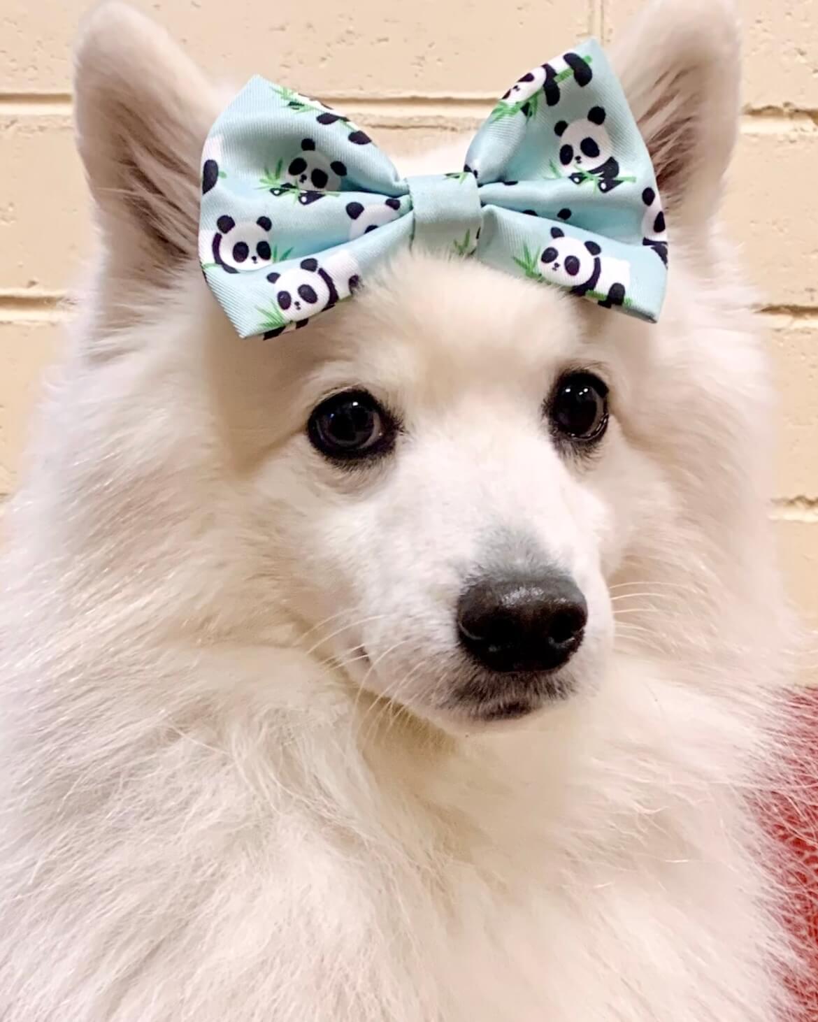 Wet'n'Wild Panda Bow