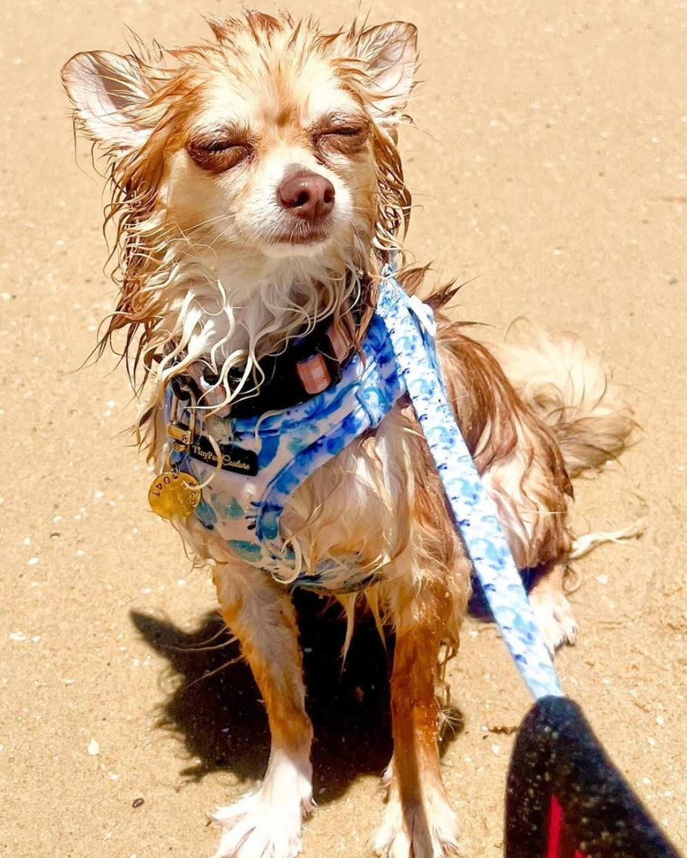 Wet'n'Wild Seahorse Step In Vest Harness