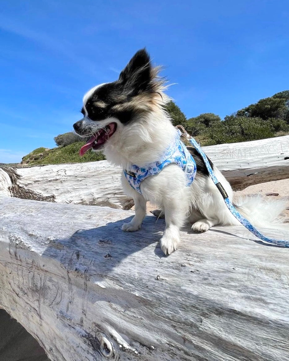 Wet'n'Wild Seahorse Step In Vest Harness