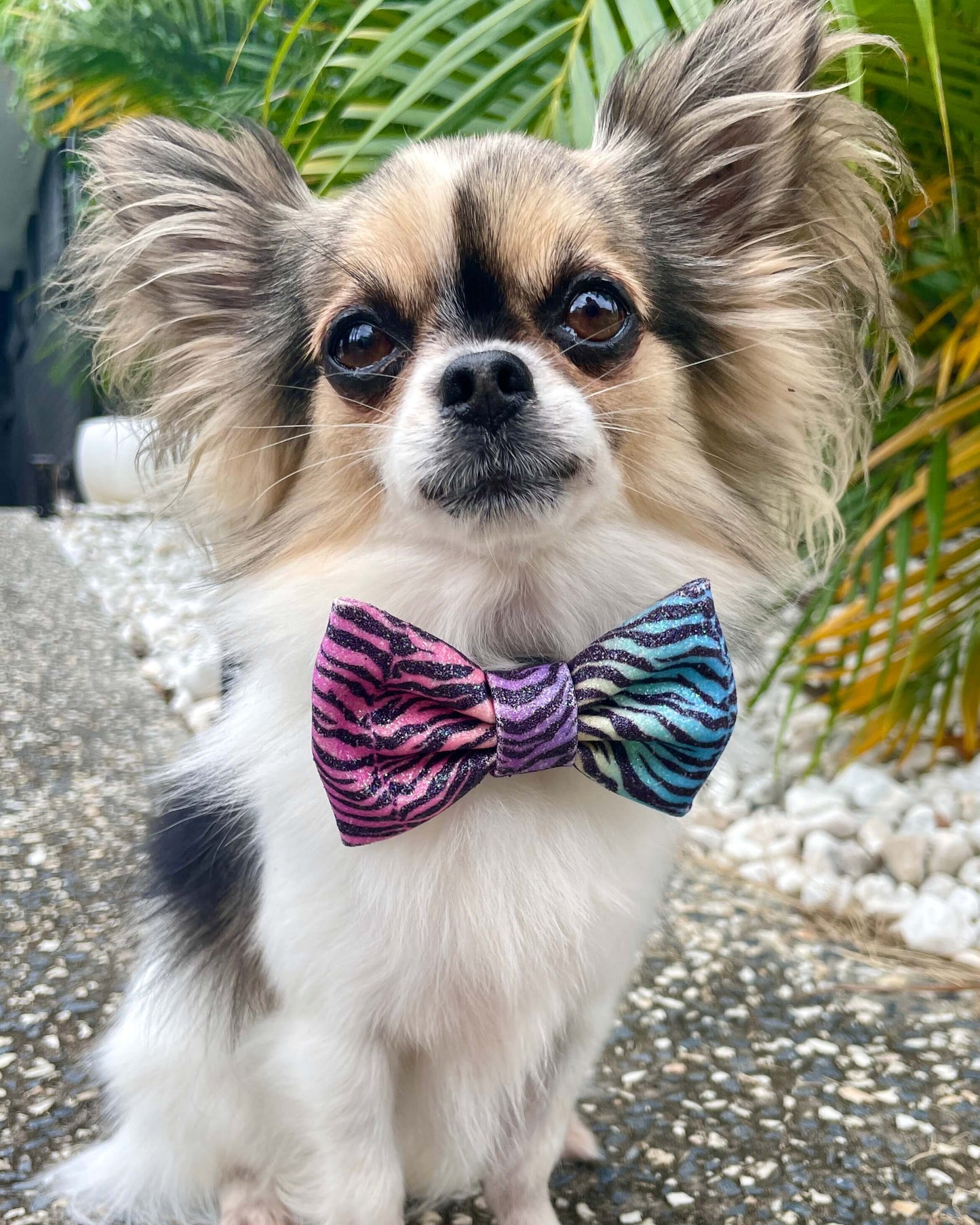 Little Luxe Glitz & Glam Zebra Bow