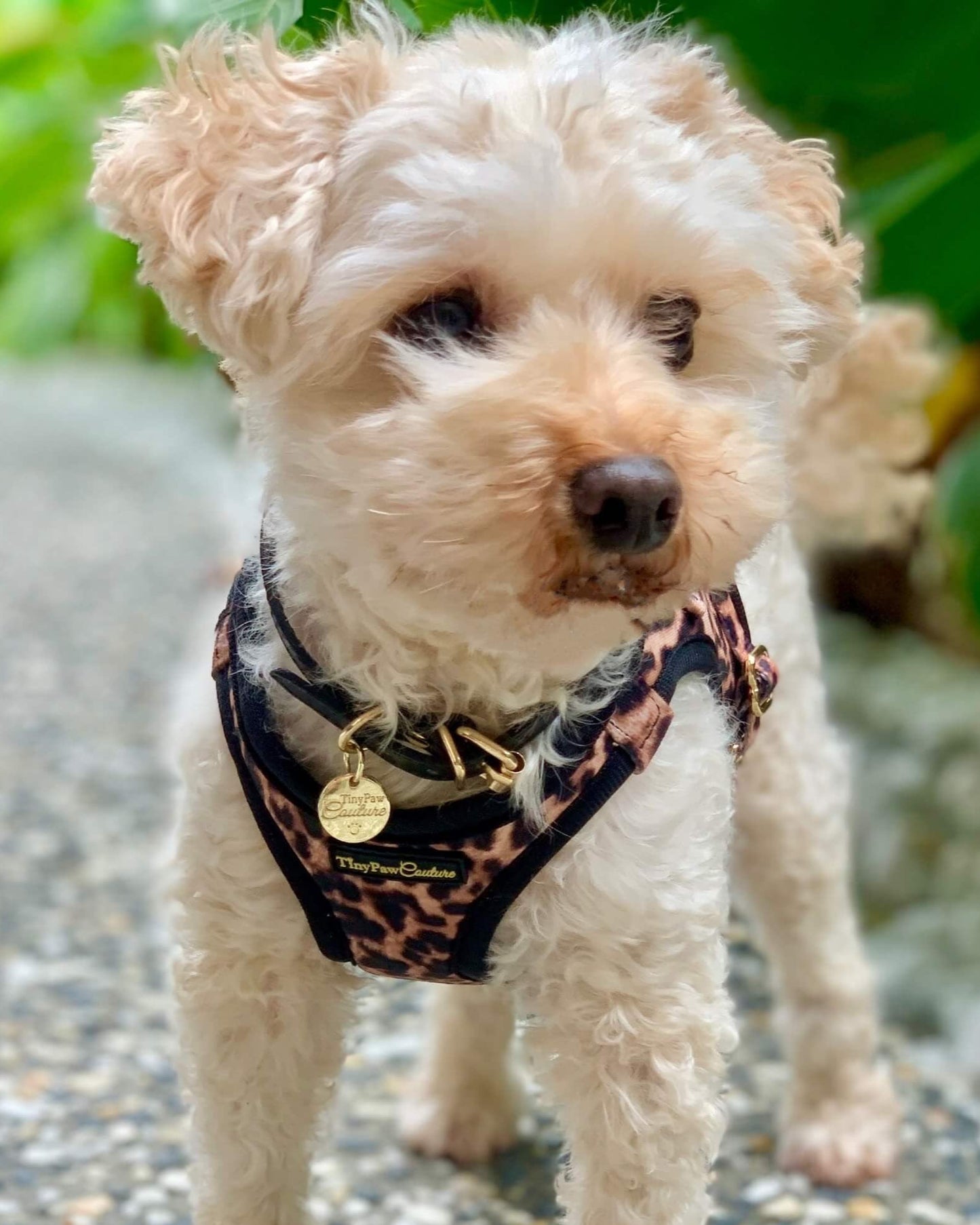 Little Luxe Leopard Step In Vest Harness