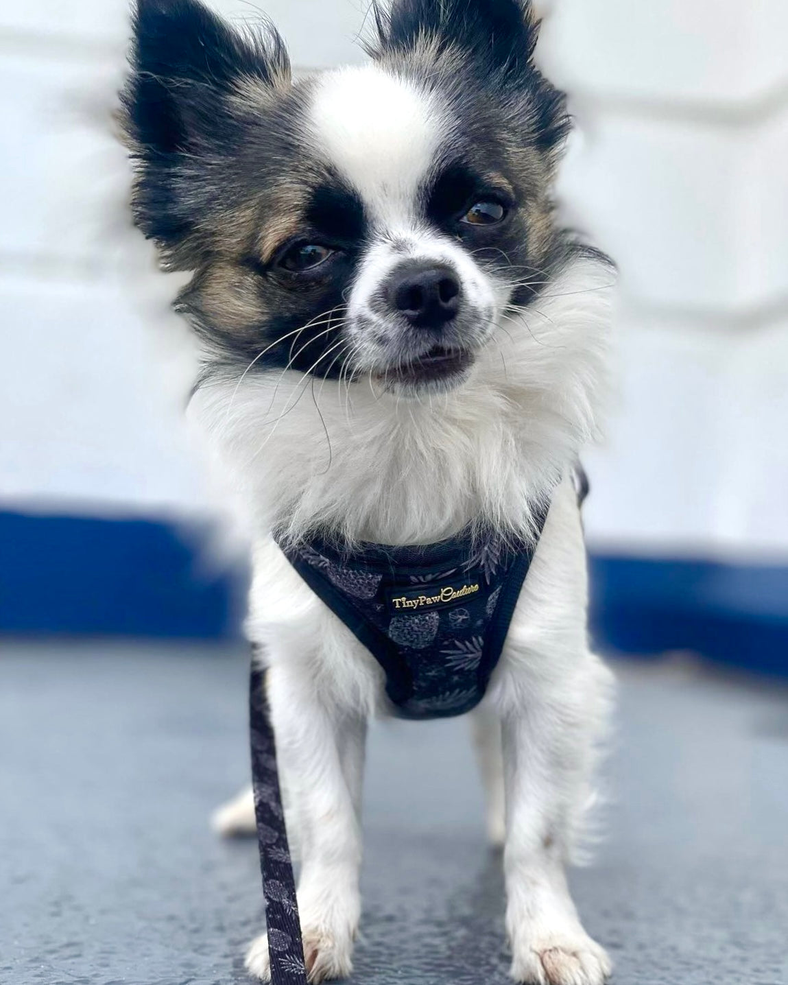 Little Luxe Pineapples Step In Vest Harness