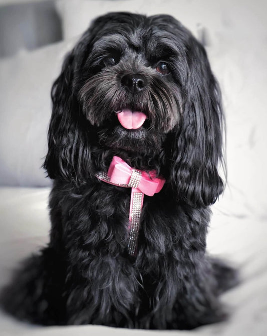 Diamante Pretty in Pink Collar