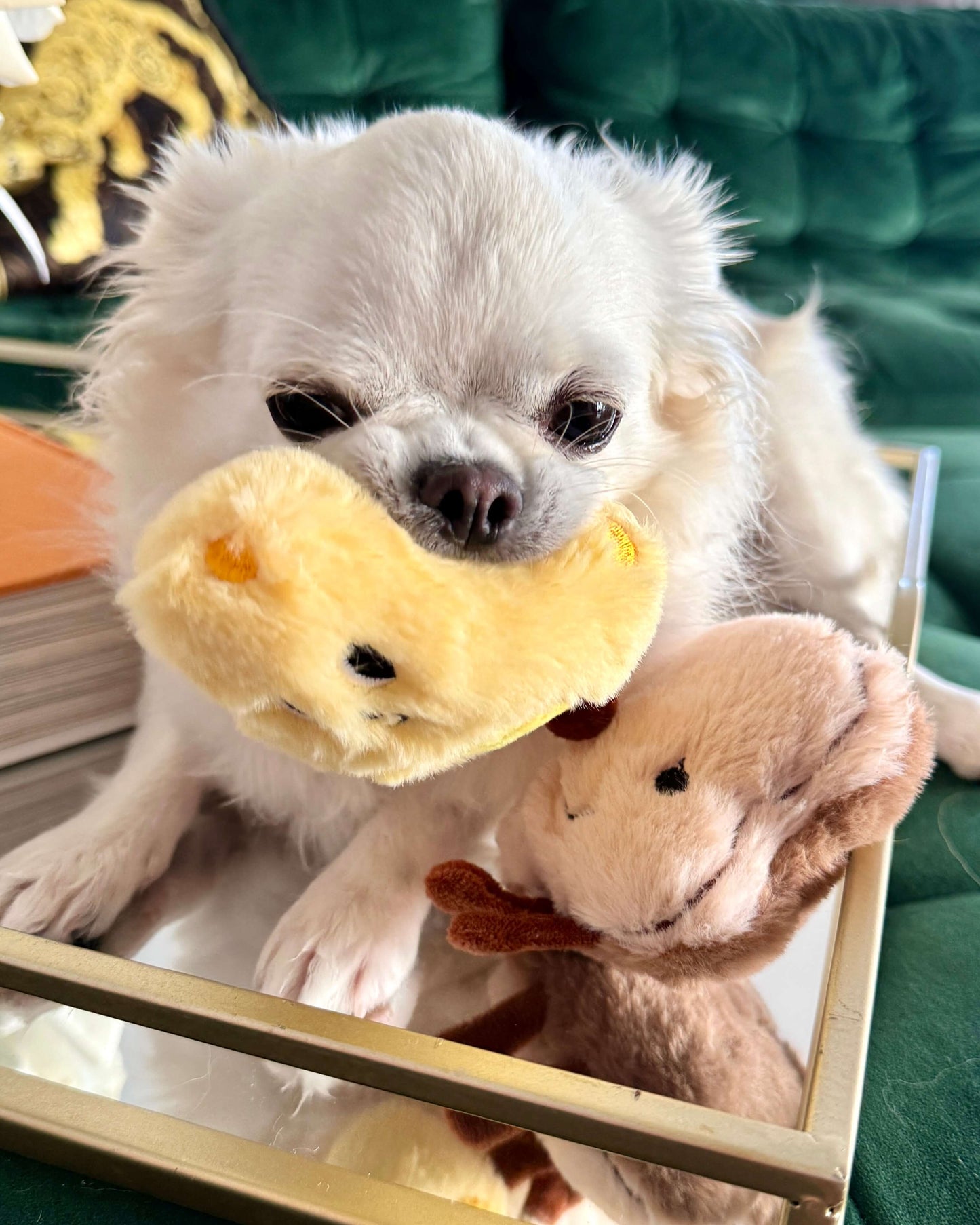 Cheese & Toast Set