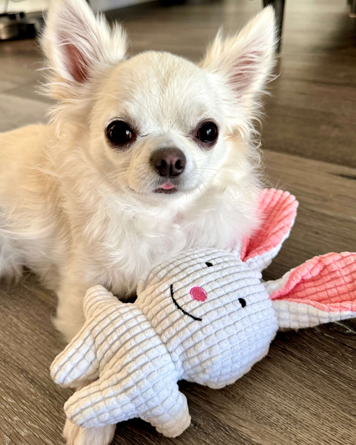 Waskily Wabbit - with squeeker and crackle sound ears