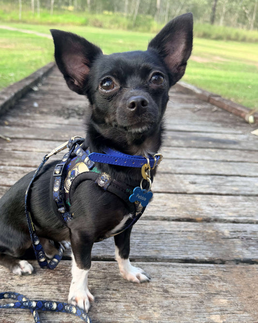 Little Luxe Leather Collar Navy Blue