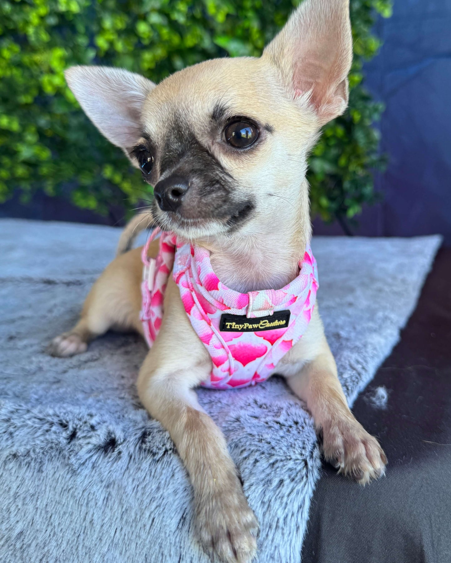 Wet'n'Wild Pink Gatsby Step In Vest Harness