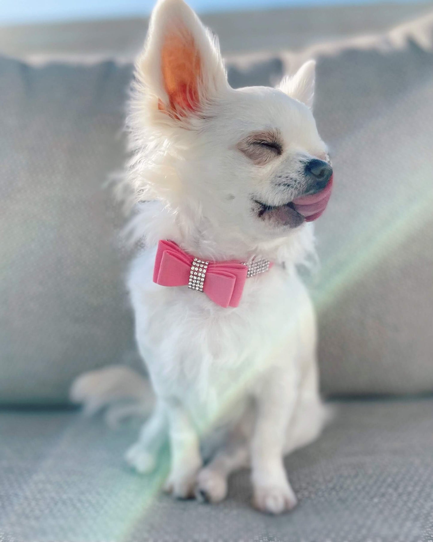 Diamante Pretty in Pink Collar
