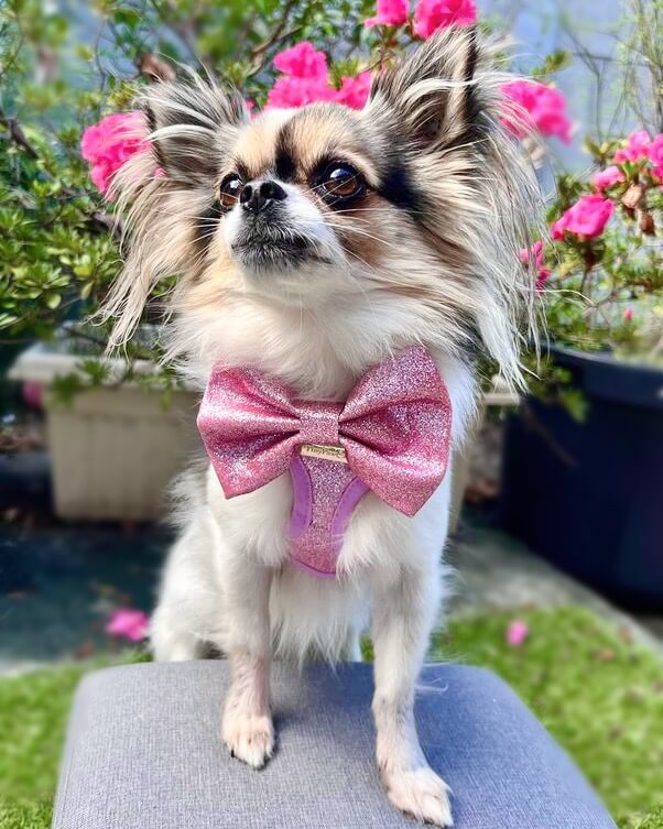 Little Luxe Glitz & Glam Pink Harness