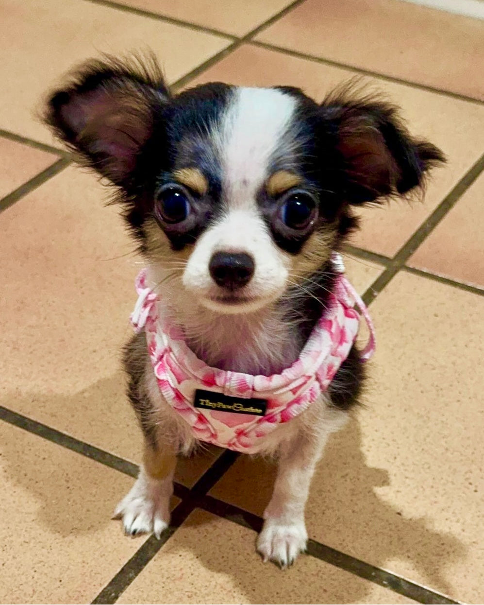 Wet'n'Wild Pink Gatsby Step In Vest Harness