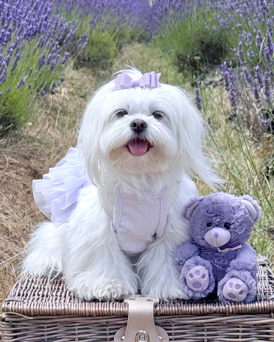 Maya Tutu Dress Lilac