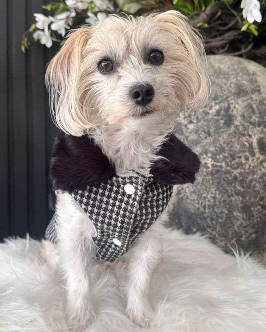 Maison Hound Luxury Jacket